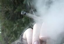 Cannabis