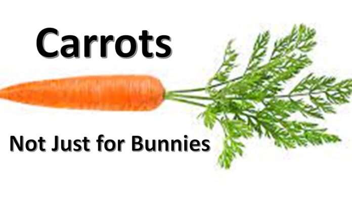 carrots 11 Eye Health Carrots