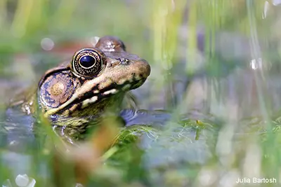 amphibian_bronze-frog_Julia-Bartosh_400x267