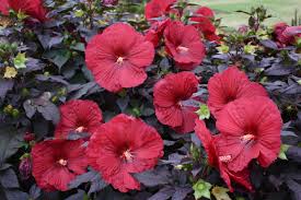 Hibiscus