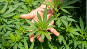 cannabis
