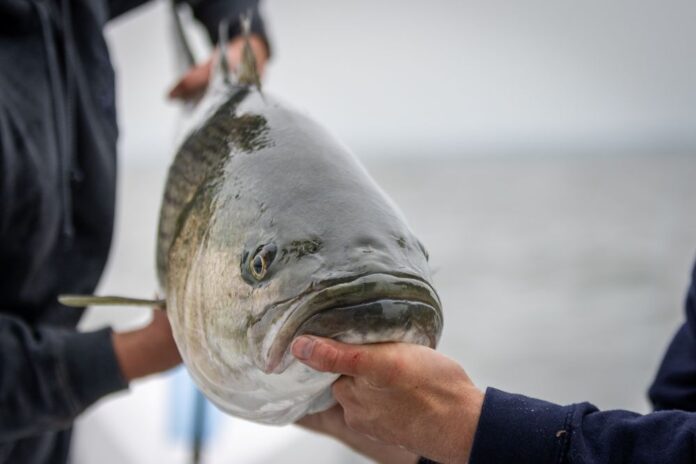 Fish