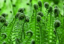 Fiddlehead … Interesting Eating Fiddlehead