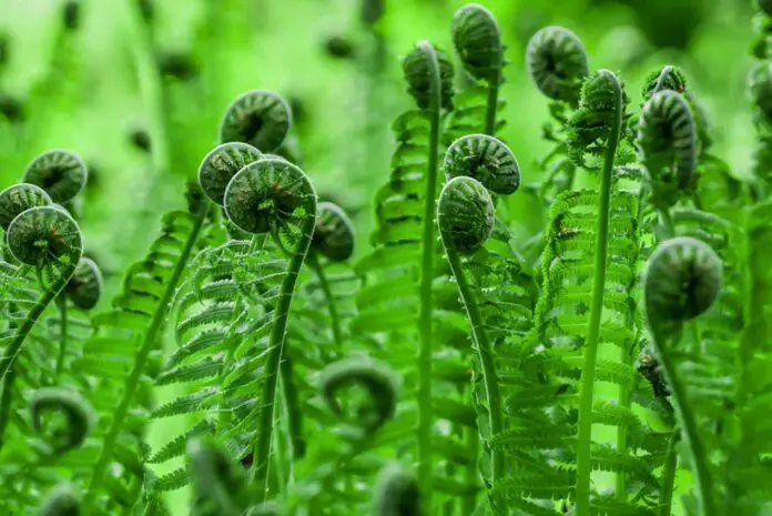 Fiddlehead1 Fiddlehead