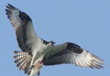 Sandy Hook is for the Birds! birds