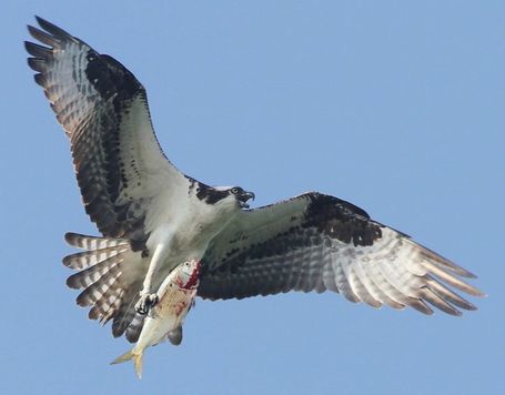 osprey-with-fish birds