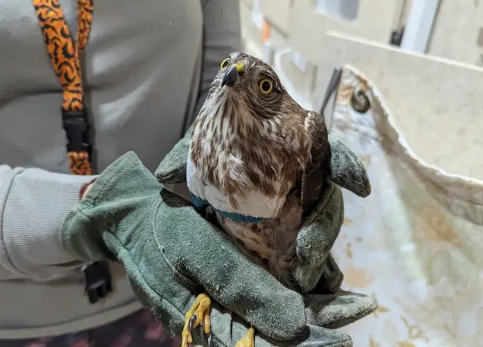 raptor Birds