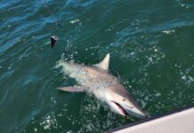 Can’t Go Sharking if there’s No Parking parking