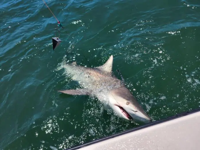shark parking